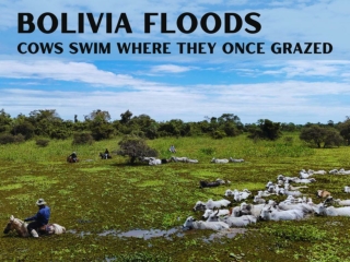 Bolivia floods cows swim where they once grazed