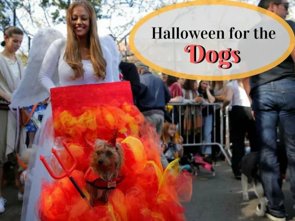Best Halloween Costumes for Dogs