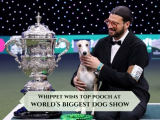 Whippet wins top pooch at world's biggest dog show